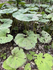 Petasites