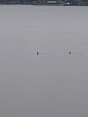 Nannopterum brasilianum