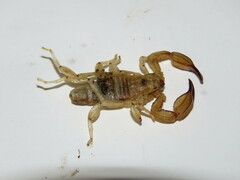 Urodacus