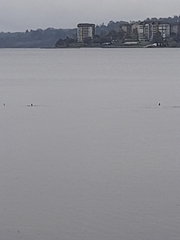 Nannopterum brasilianum