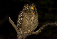 Bubo africanus