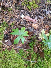 Ranunculus polyanthemos