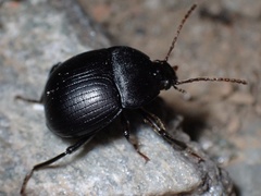 Accanthopus velikensis