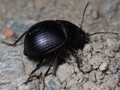 Accanthopus velikensis