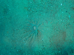 Ceriantharia
