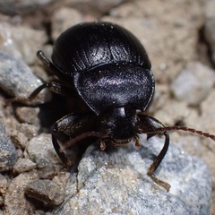 Accanthopus velikensis