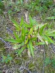 Dichanthelium laxiflorum