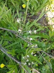 Melasphaerula graminea