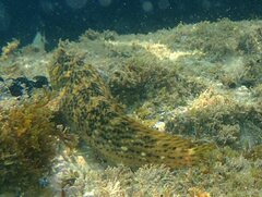 Parablennius sanguinolentus
