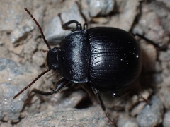 Accanthopus velikensis