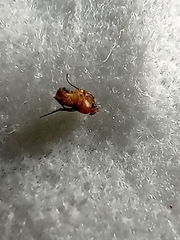 Arthropoda