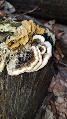 Trametes versicolor