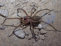 Eratigena
