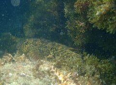 Parablennius sanguinolentus