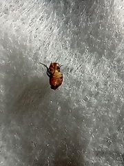 Arthropoda