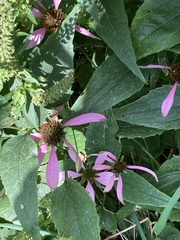 Echinacea purpurea