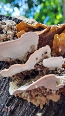 Trametes versicolor