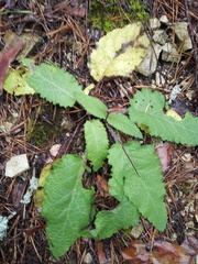 Salvia pratensis