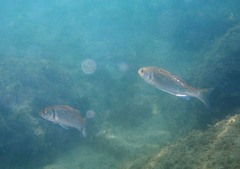 Dicentrarchus labrax