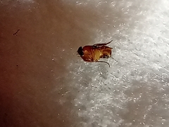 Arthropoda