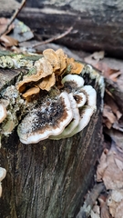 Trametes versicolor