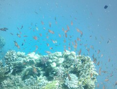 Pseudanthias squamipinnis