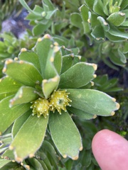 Leucospermum oleifolium