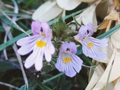 Euphrasia officinalis