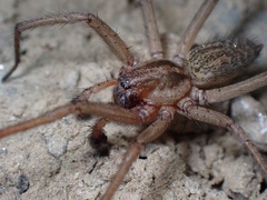 Eratigena