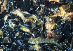 Parablennius incognitus