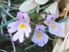 Euphrasia officinalis