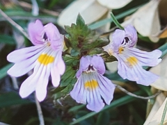 Euphrasia officinalis