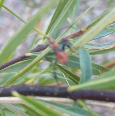 Leptoglossus oppositus