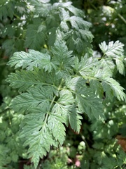 Chaerophyllum procumbens