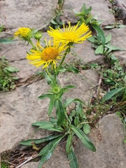 Pentanema britannica