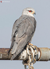 Elanus caeruleus caeruleus