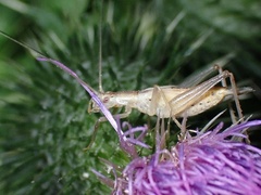 Oecanthus pellucens