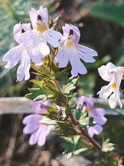 Euphrasia officinalis