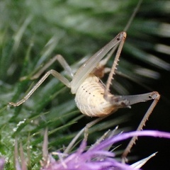 Oecanthus pellucens
