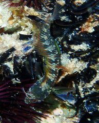 Parablennius incognitus