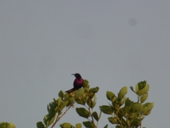 Chalcomitra senegalensis