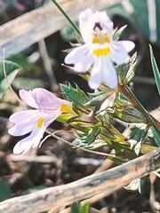 Euphrasia officinalis