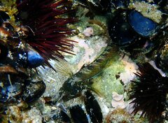 Parablennius incognitus