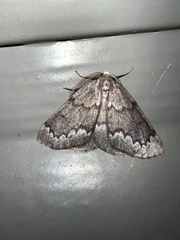 Nepytia pellucidaria