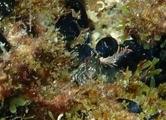 Parablennius incognitus