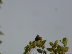 Chalcomitra senegalensis