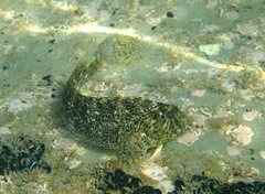 Parablennius sanguinolentus