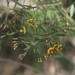 Daviesia umbellulata - Photo (c) Ian McMaster,  זכויות יוצרים חלקיות (CC BY-NC), הועלה על ידי Ian McMaster