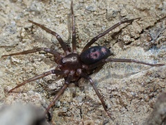 Sagana rutilans