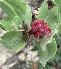 Exobasidium vaccinii